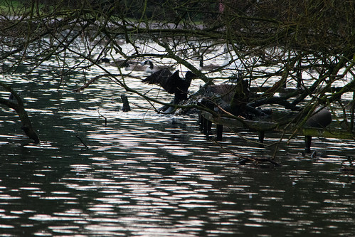 Young cormorant under trees