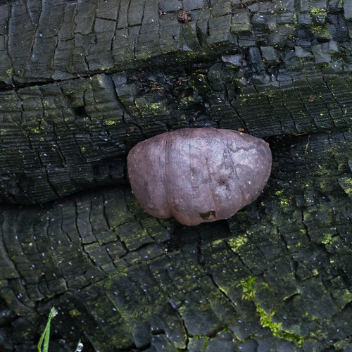 Coal fungus on charred log