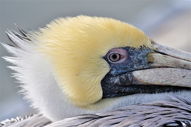 2020.01.29.9339 Sleepy Pelican