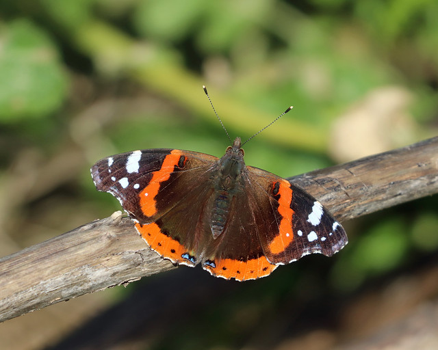 Red Admiral In Winter!