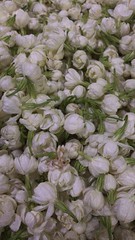 Les fleurs de jasmin qu'on devine magnifiquement odorantes