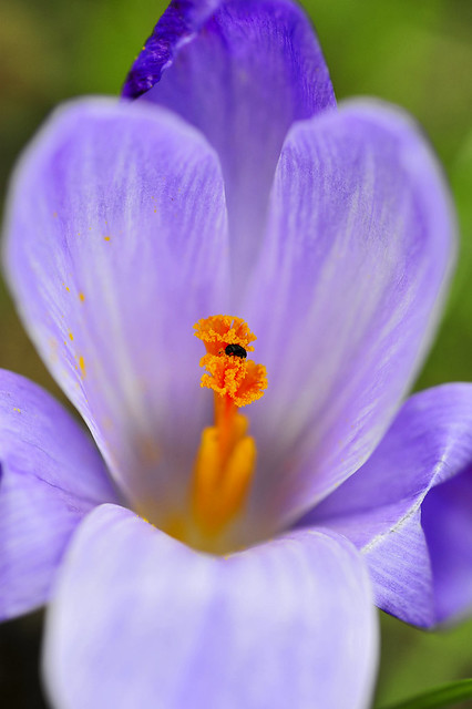 Krokus mit Besucher / Crocus (Crocus sativus) with a little visitor