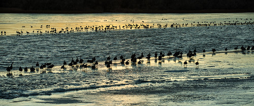 wyoming cody becklake ice water melt habitat wetlands lake frozen evening sunset canadageese brantacanadensis silhouette