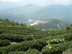 Li Shan Tea Garden