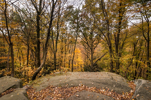 cuyahogavalley cuyahogavalleynp nationalparks ohio theledges unitedstates autumn fall plants tree woods