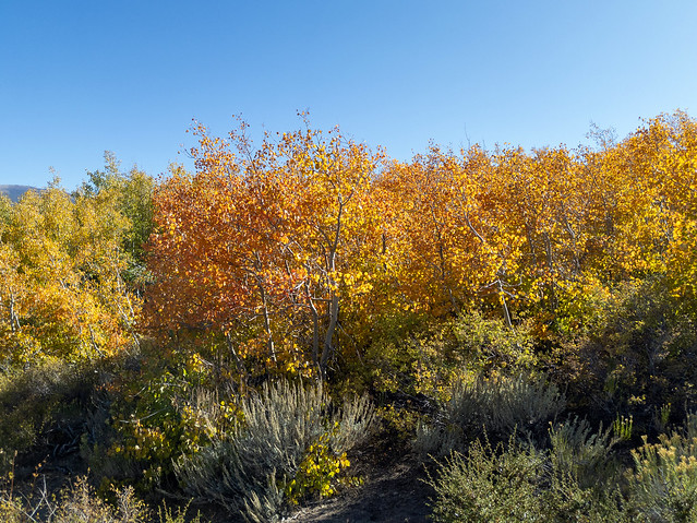 395 Autumn in Aspendell, California