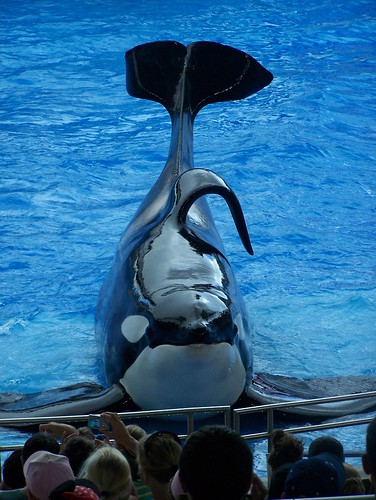 The flopped over fin of an orca is a sign of distress.