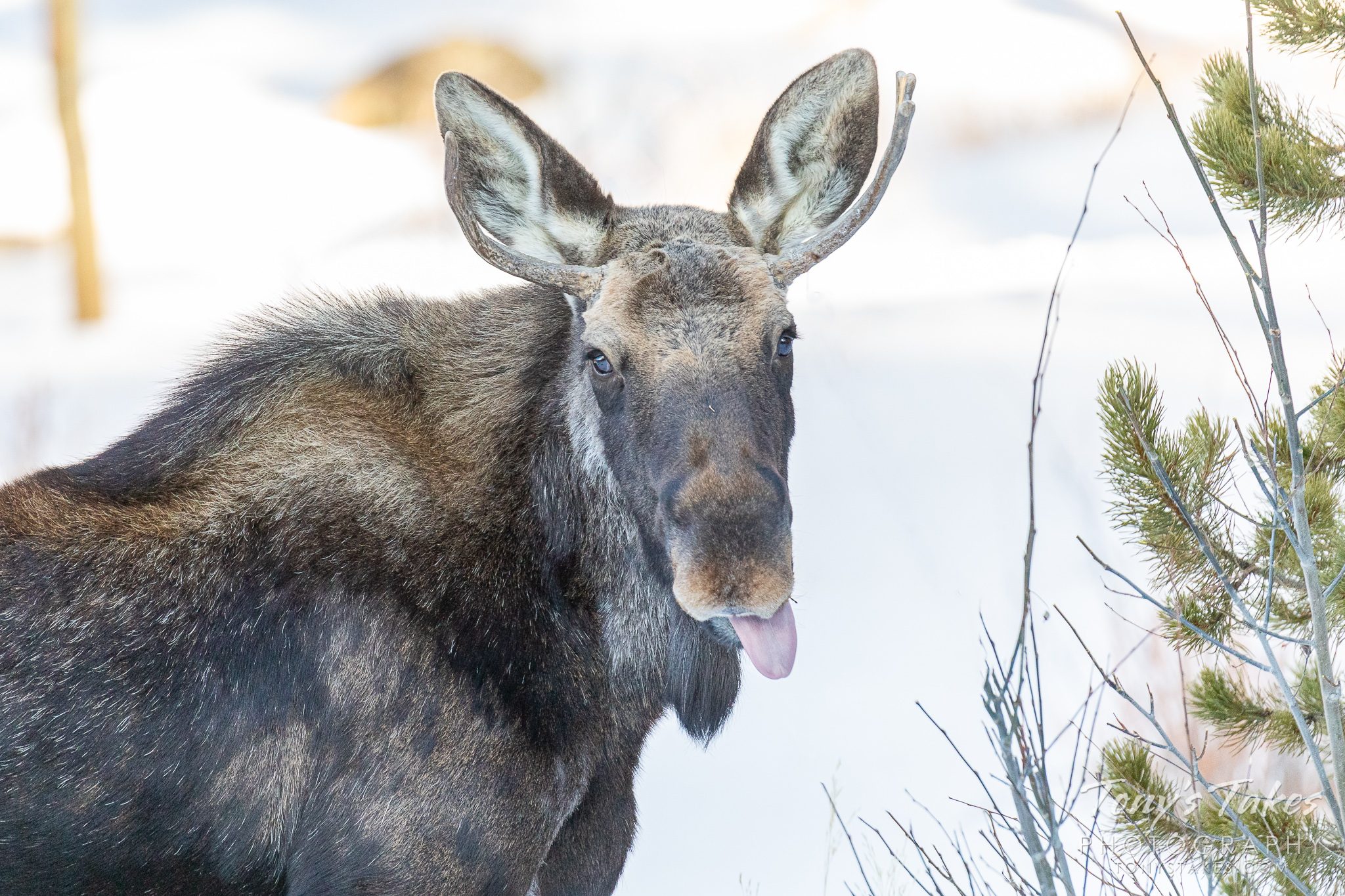 “And this is what I think of your #MooseMonday”