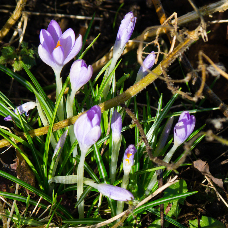 Winter flowers: purple crocus