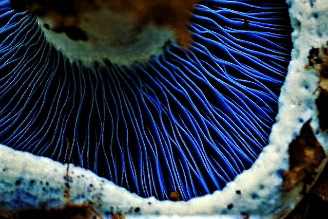 Blue Mushroom Gills (Lactarius indigo)