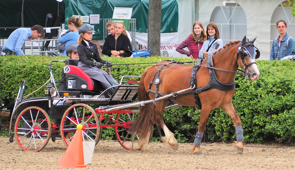Younsters with Horse and Waggon during a Driving Contest in Mannheim, Germany 2019