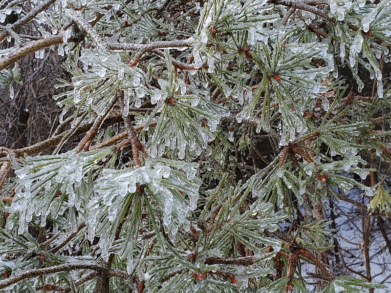 ice on trees