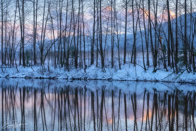 Bare Trees Reflections in the Winter Light