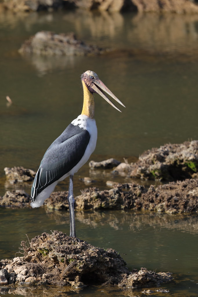 Lesser Adjutant   Leptoptilos javanicus