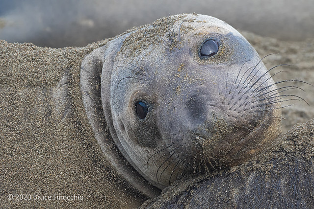 A Young Elephant Seal Rest Head On A Younger Elephant Seal