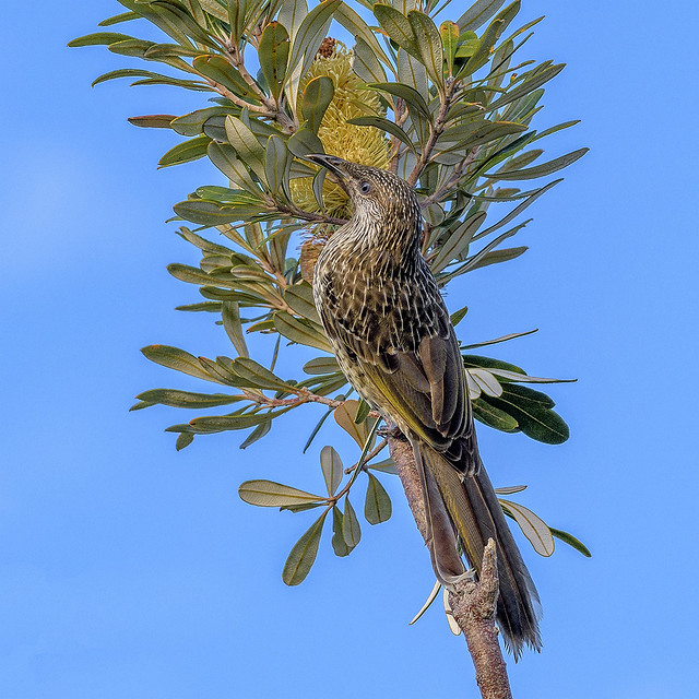 the nectar hunters - a little wattlebird #2