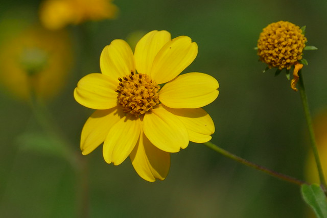 Sunflower Goldeneye (Viguiera dentata)
