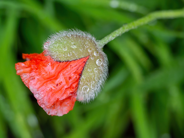 Raindrops on blossoming poppy flower