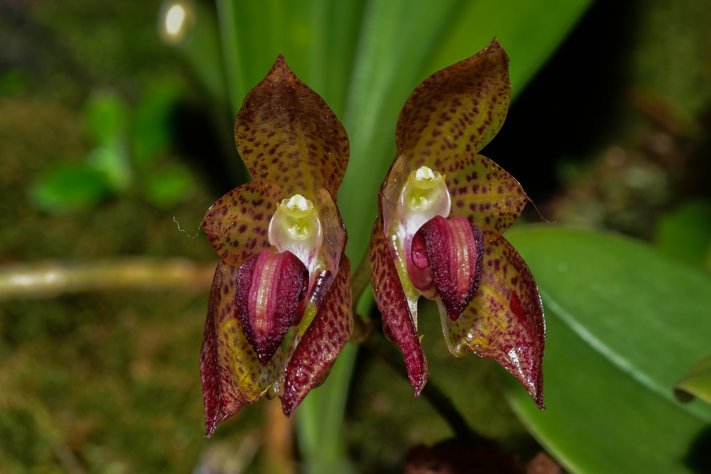 Bulbophyllum subumbellatum