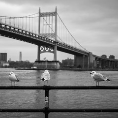 Seagulls by the bridge