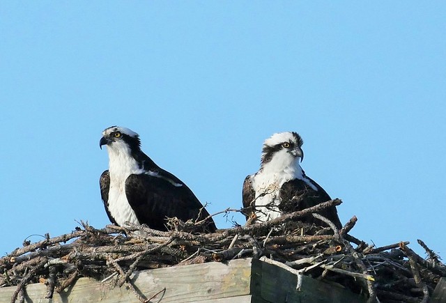 Two Osprey On Their Nest (Pandion haliaetus)