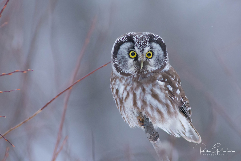 Top 10 Largest Owl in the World:  Boreal Owl
