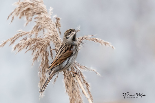 Rietgors / Reed-Bunting
