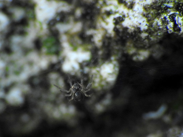 Erigone sp.? spider Linyphiidae?