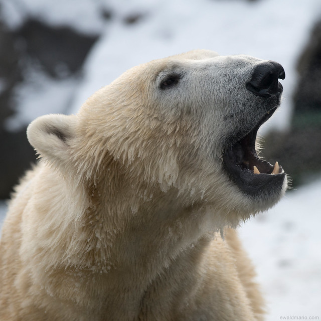 polar bear portrait