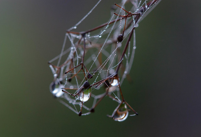 Bedstraw, cobweb, droplet