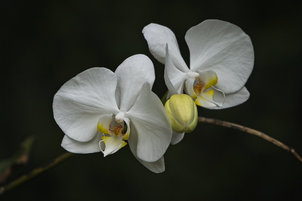 Phalaenopsis branca | Macros no quintal de casa | Manoel Moraes Jr. | Flickr