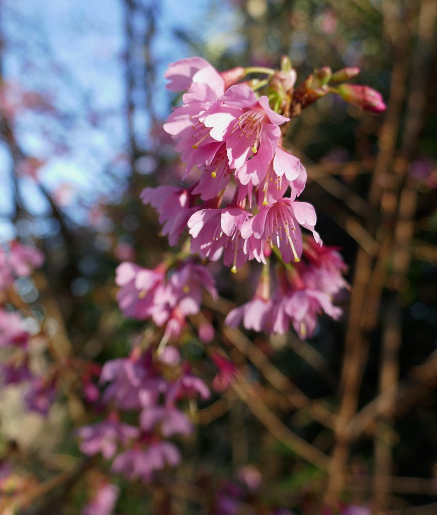Au jardin, prémices du printemps, cerisier à fleurs du Japon ou prunus 