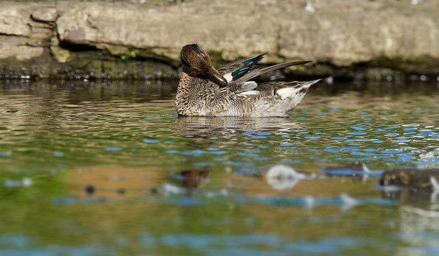 Common Teal