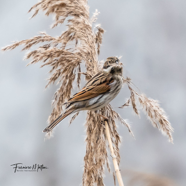 Reed-Bunting / Rietgors