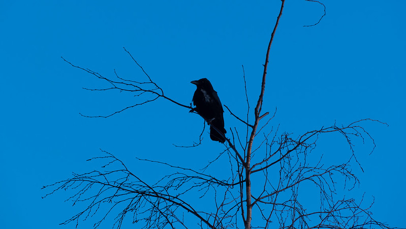 Crow on birch lookout