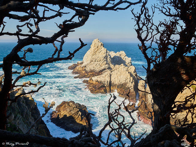 Point Lobos – 25 of 40