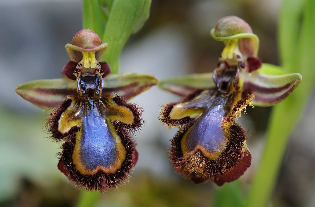 Spiegel-Ragwurz, Ophrys speculum