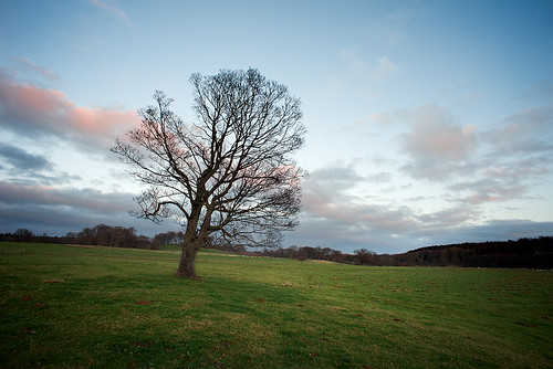 lonelytree alnwick field sunset bluehour