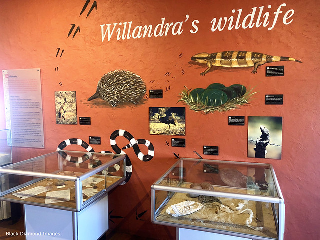 Willandra Lakes Wildlife, Mungo National Park Visitors Centre, South Western NSW