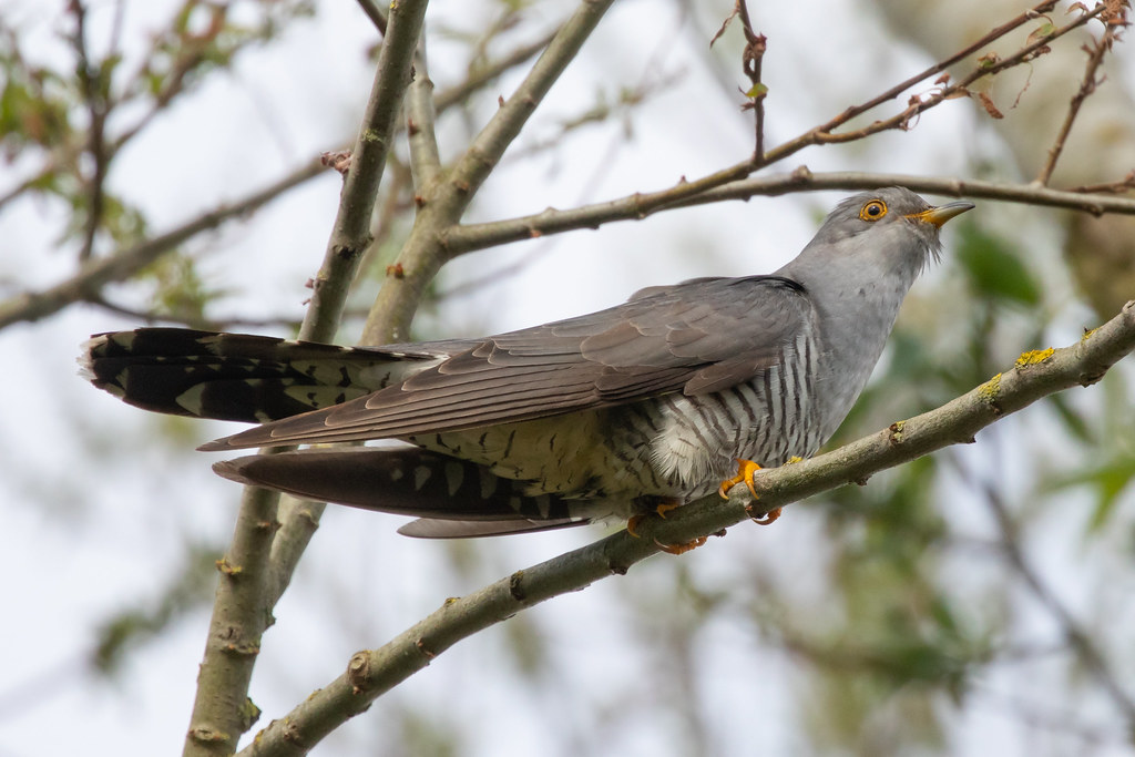 cuckoo-29 | one from the spring last year wont be long befor… | Flickr