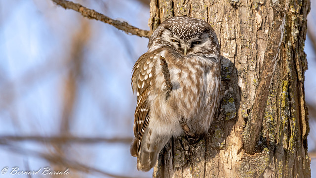 Nyctale de Tengmalm - Aegolius funereus - Boreal Owl