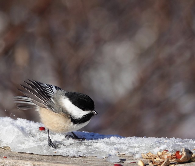 Fanned out Chickadee