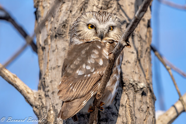 Petite Nyctale -Aegolius acadicus - Northern Saw-whet Owl