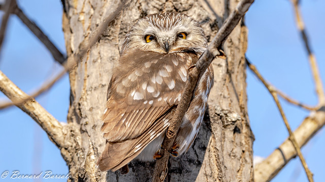 Petite Nyctale -Aegolius acadicus - Northern Saw-whet Owl