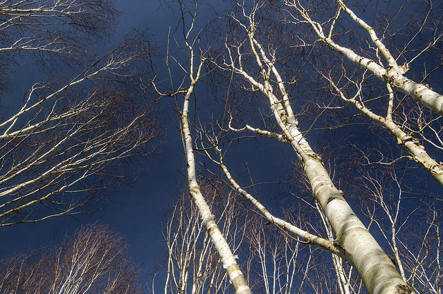 Silver birches