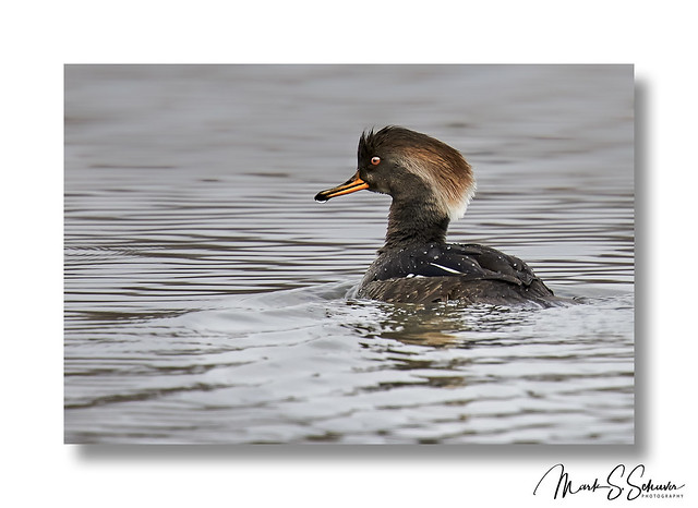 Female Hooded Merganser at Duck Creek Conservation Area - No. 1