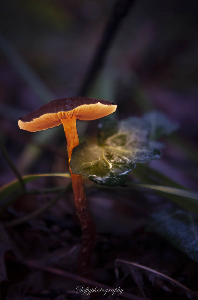 Bright mushroom - Champignon lumineux