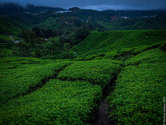 tea plantation cameron highlands (1 of 1)