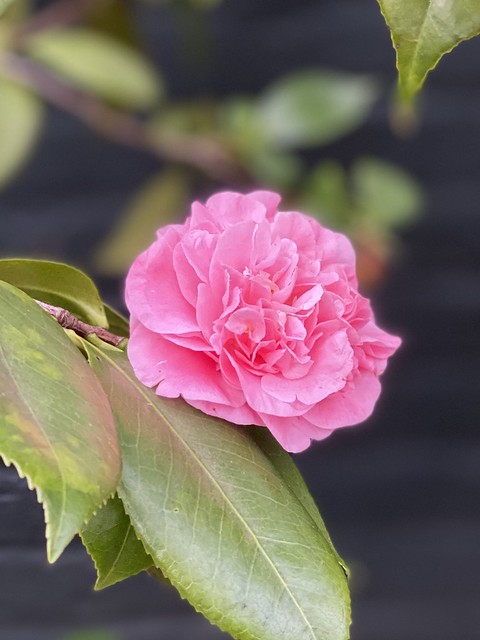 Camellia japonica “Debutante”