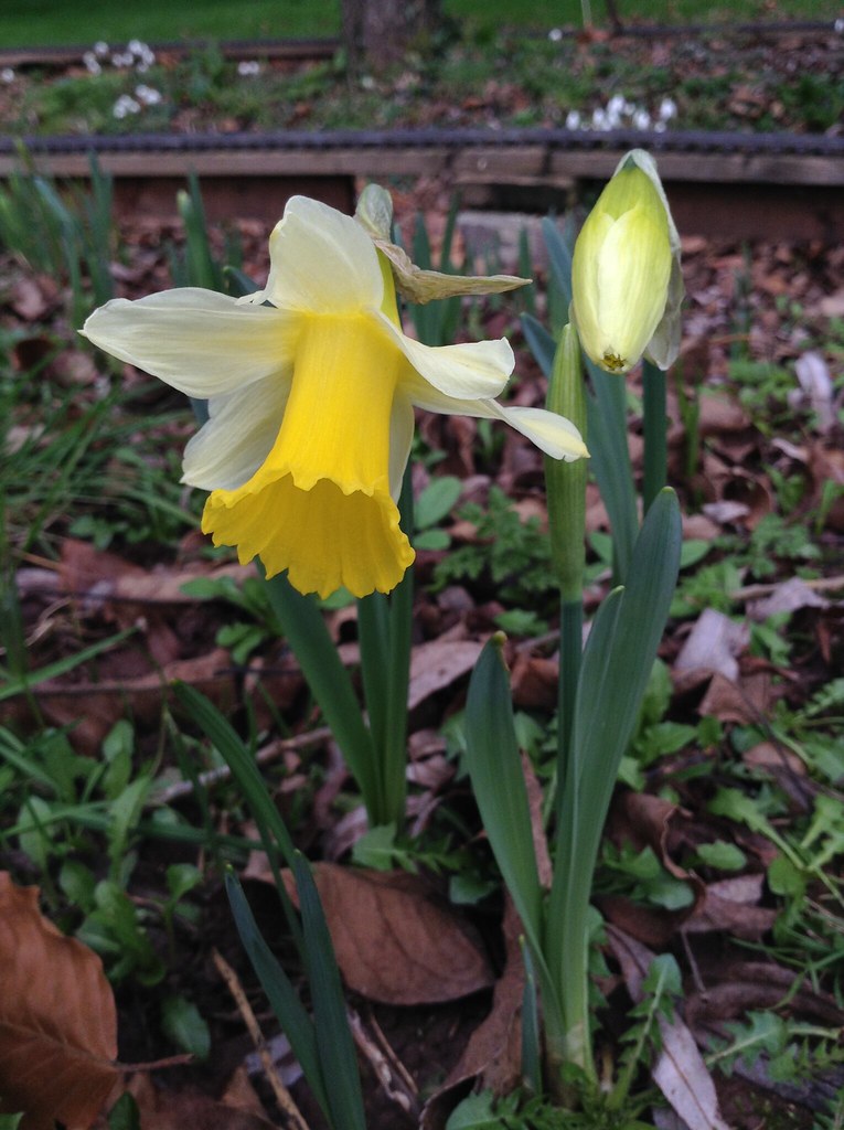February Flowers at Forty Acres: Snowdrops, Aconites & Daffodils